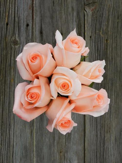 ENGAGEMENT  SALMON PEACH ROSES